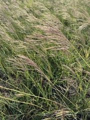 Bothriochloa bladhii