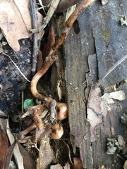 Erythrorchis altissima