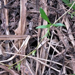 Cissus palmata