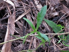 Cissus palmata