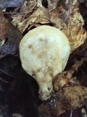 Multifurca ochricompacta