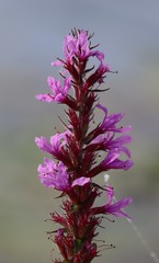 Lythrum salicaria