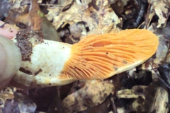 Multifurca ochricompacta