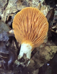 Multifurca ochricompacta