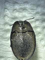 Embaphion muricatum