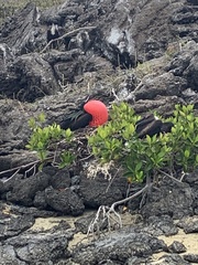 Fregata minor ridgwayi