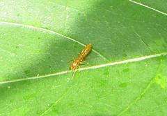 Myrmarachne ichneumon