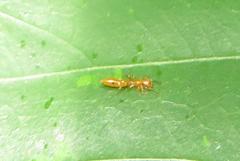 Myrmarachne ichneumon