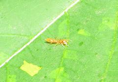 Myrmarachne ichneumon