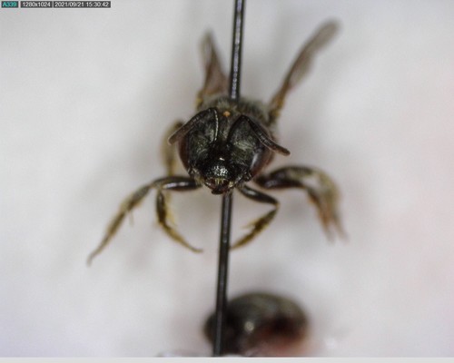 iNaturalist observation photo of Tripartite Sweat Bee