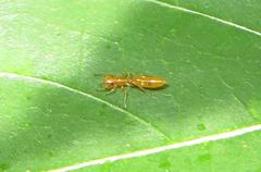 Myrmarachne ichneumon