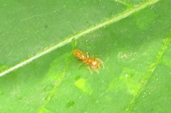 Myrmarachne ichneumon