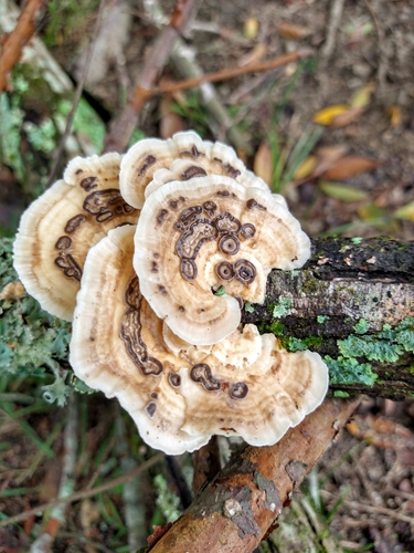 little nest polypore