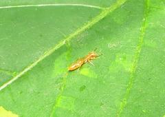 Myrmarachne ichneumon