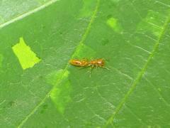 Myrmarachne ichneumon