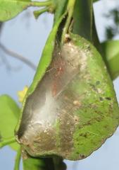 Myrmarachne ichneumon