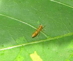 Myrmarachne ichneumon
