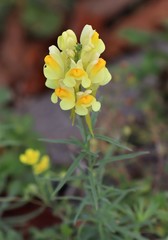 Linaria vulgaris