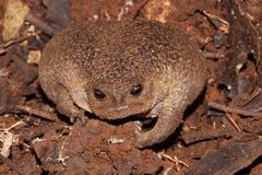 Breviceps verrucosus