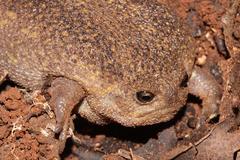 Breviceps verrucosus