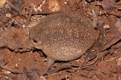 Breviceps verrucosus