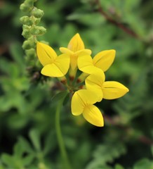 Lotus corniculatus