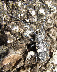 Zographus nivisparsus