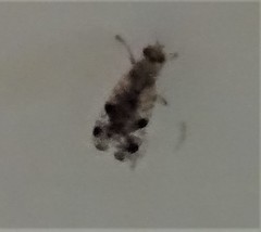 Neotephritis finalis