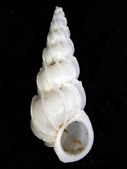 Epitoniidae