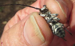 Zographus nivisparsus