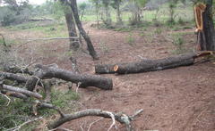 Zographus nivisparsus