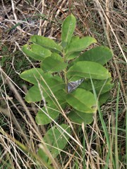 Asclepias syriaca