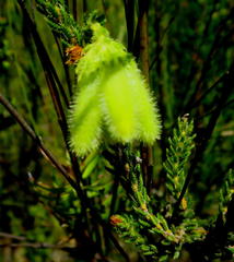 Erica sparrmanni