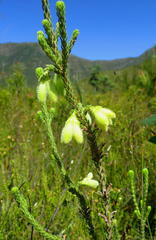 Erica sparrmanni