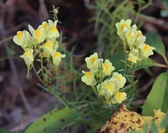 Linaria vulgaris