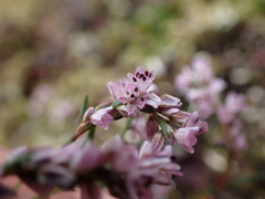 Polygonum spergulariiforme