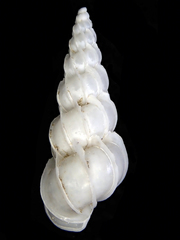 Epitoniidae