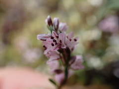 Polygonum spergulariiforme