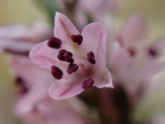 Polygonum spergulariiforme