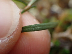 Polygonum spergulariiforme