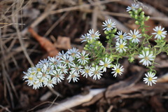 Symphyotrichum ericoides