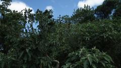 Ricinus communis