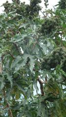 Ricinus communis