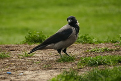 Corvus cornix