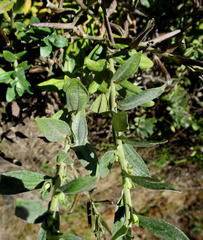 Helichrysum tenuiculum