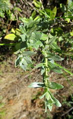 Helichrysum tenuiculum