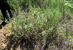 Helichrysum tenuiculum