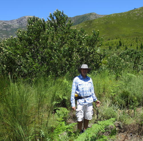 Glandular Everlasting (Helichrysum tenuiculum)
