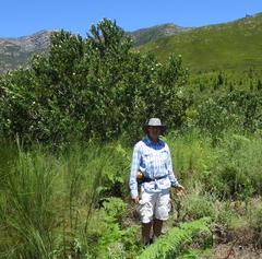 Helichrysum tenuiculum