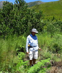 Helichrysum tenuiculum